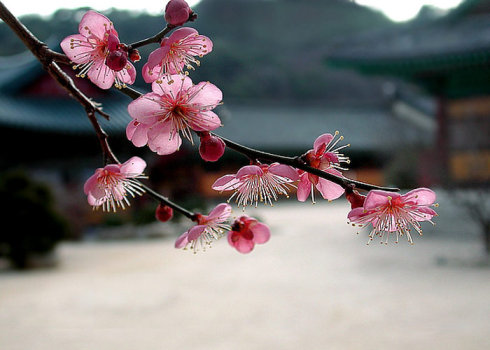 桃花千里寄相思扇-----朦胧的爱让我无时无刻不想你