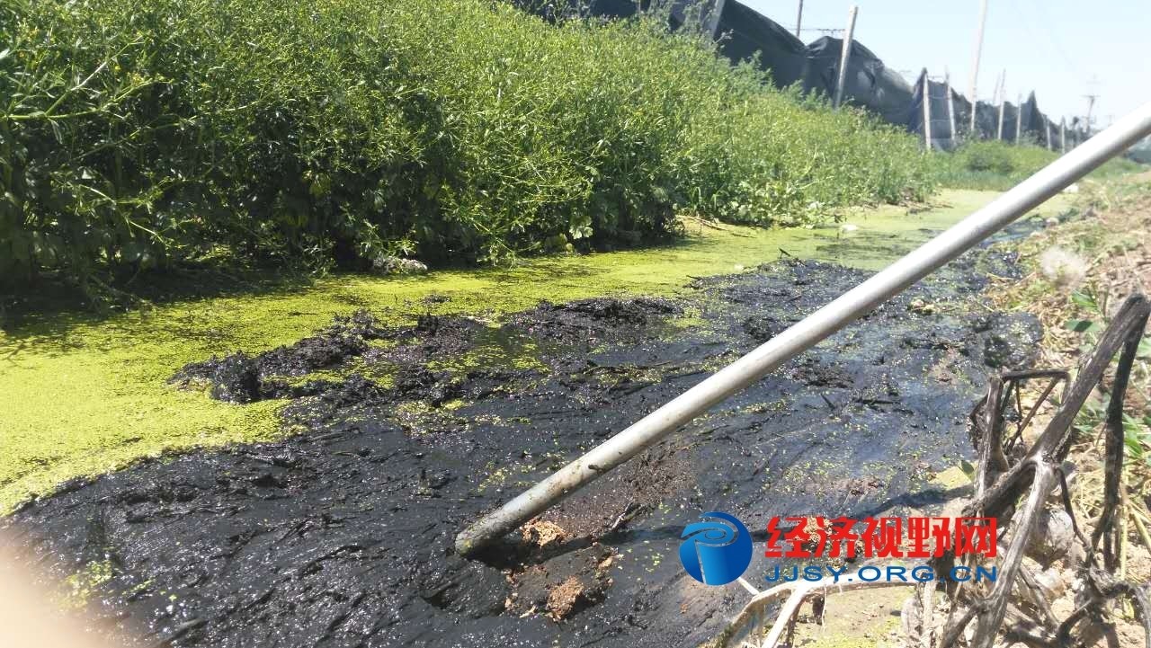 河南淮阳：大用养鸡场污染环境令人忧