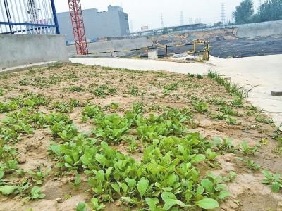 郑州地王吸金术：3亿只挖了个坑 购房人钱房两空(组图)