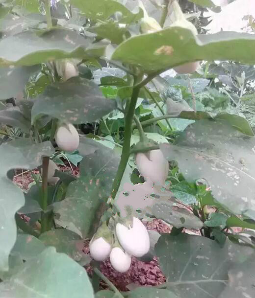 神奇：济源老汉种茄子竟长出了“鸡蛋”